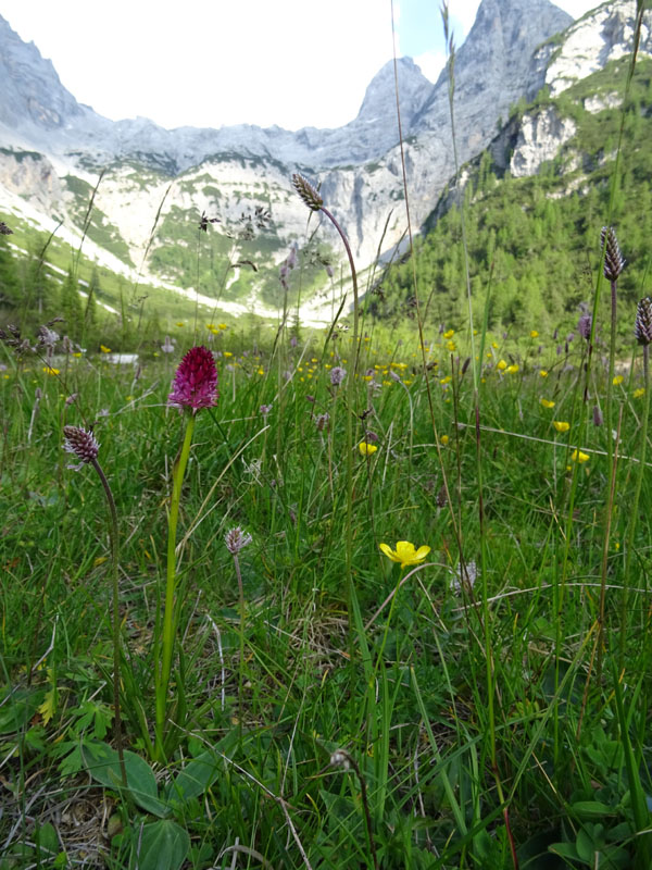 XII Apostoli........Gruppo di Brenta